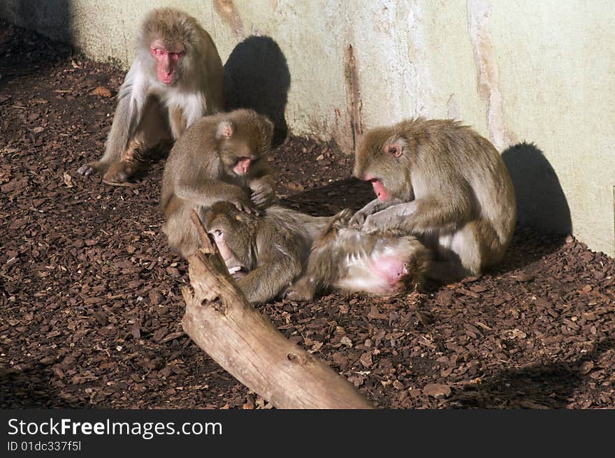 Macaques