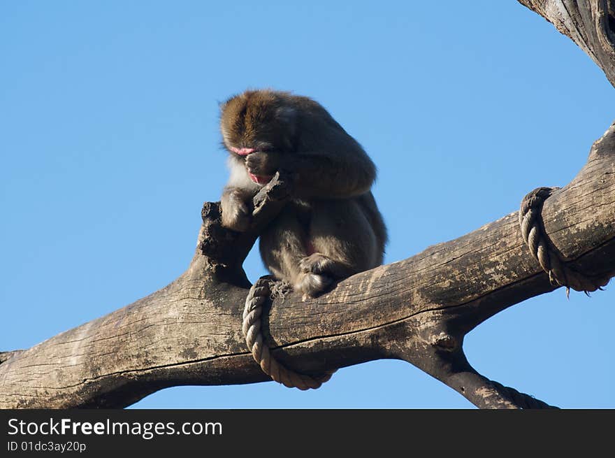 Macaque