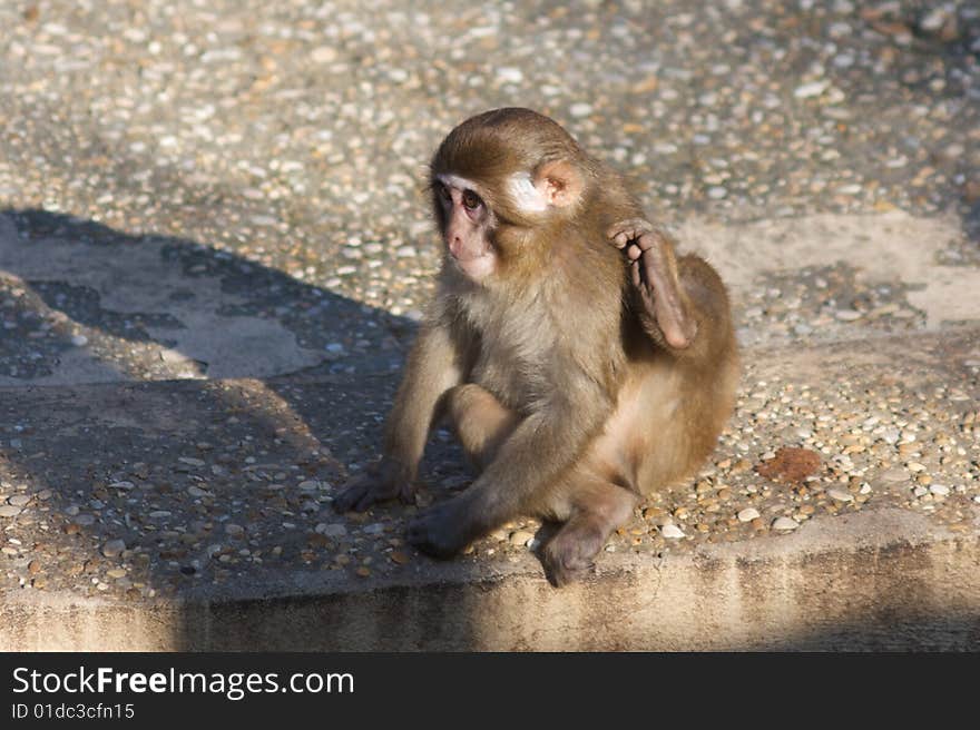 Little Macaque