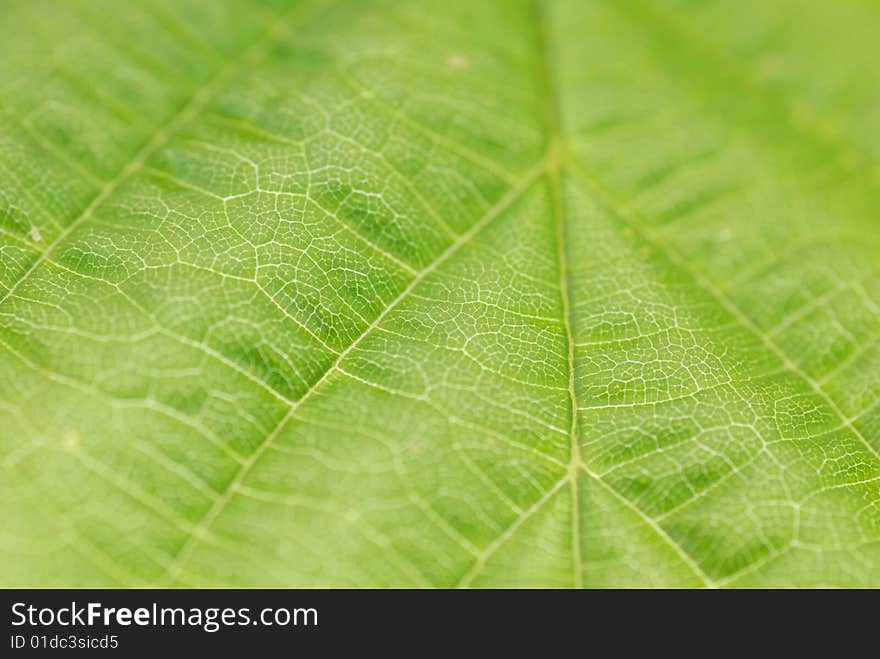 Textured green leaf close up