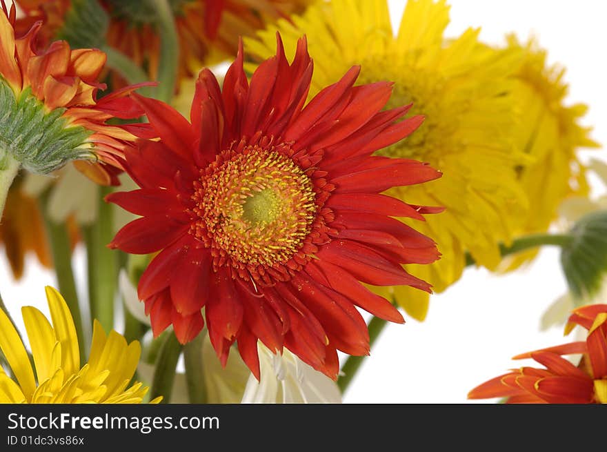 Beautiful flower of color sun flowers. Beautiful flower of color sun flowers