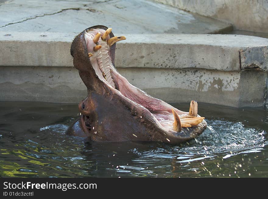 Hippopotamus at Rome's Zoo. Hippopotamus at Rome's Zoo