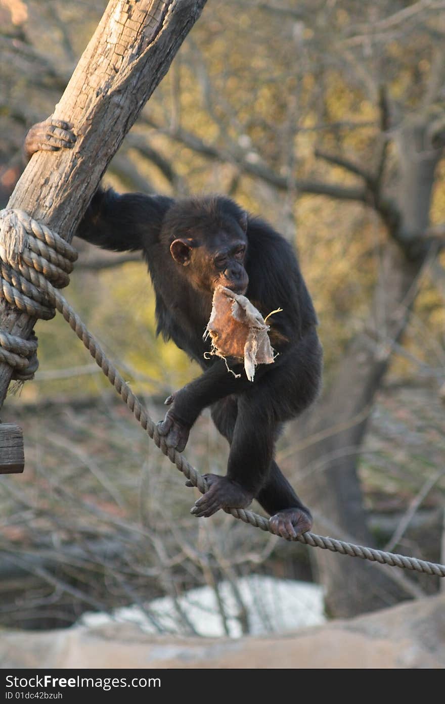 Chimpanzee in the Rome's Zoo