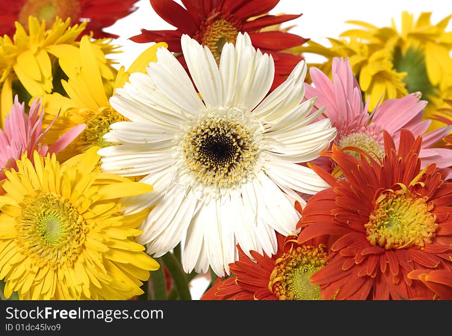 Beautiful flower of color sun flowers. Beautiful flower of color sun flowers