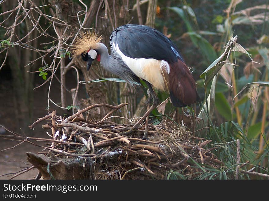 Black Crowned Crane in Rome's Zoo