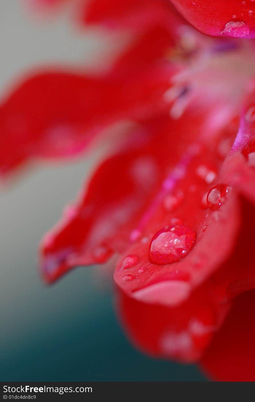 Dew drops on red petals. Dew drops on red petals