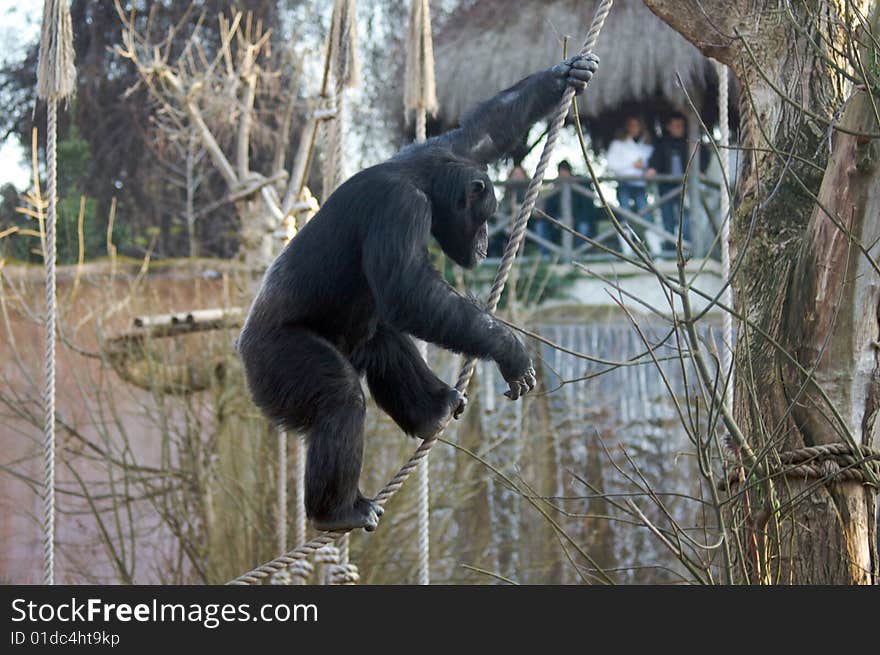 Chimpanzee in the Rome's Zoo