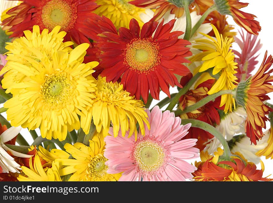 Beautiful flower of color sun flowers. Beautiful flower of color sun flowers