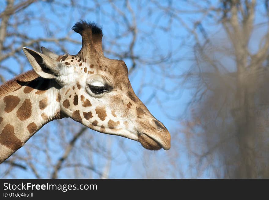 A Giraffe in the Rome's Zoo. A Giraffe in the Rome's Zoo