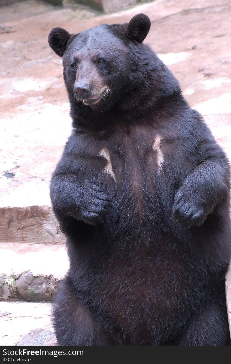 big brown bear on  ladder