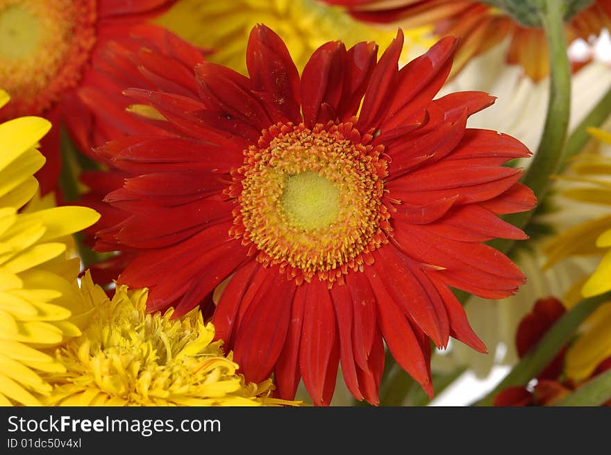 Beautiful flower of color sun flowers. Beautiful flower of color sun flowers