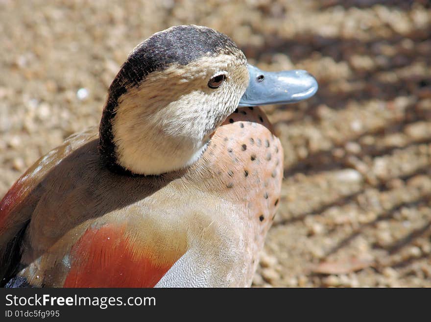 Duck Close up