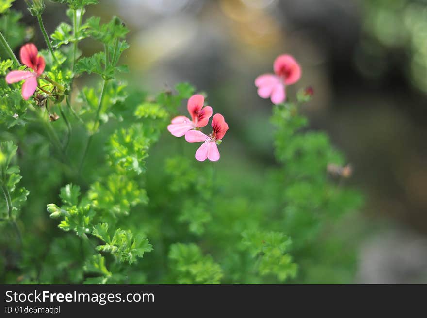 Small beautiful flowers in the field. Small beautiful flowers in the field