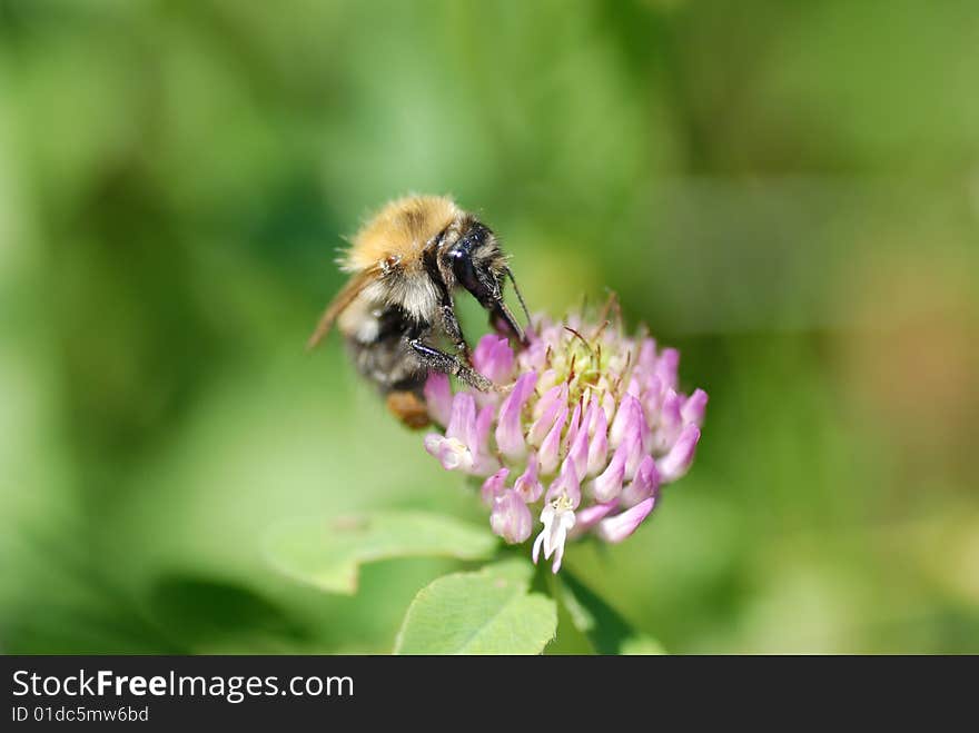 Bee and  flower on a green background. Bee and  flower on a green background