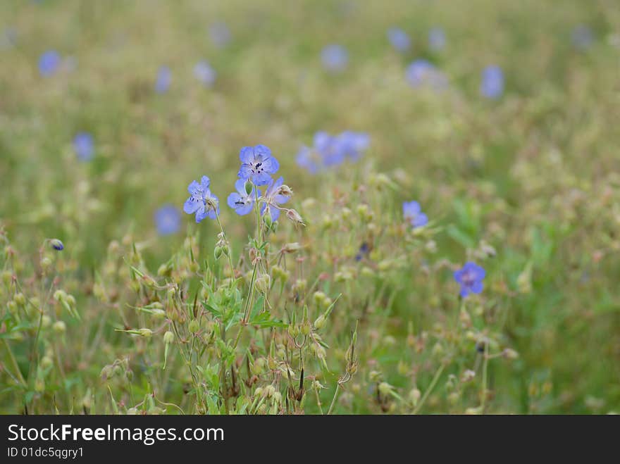 Lot of cornflowers on  green field