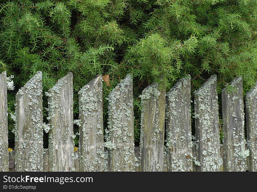 Coniferous trees behind an old fence