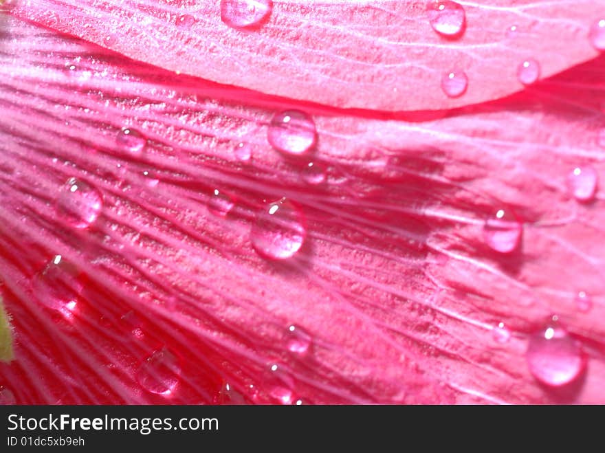 Dew drops on red petals. Dew drops on red petals