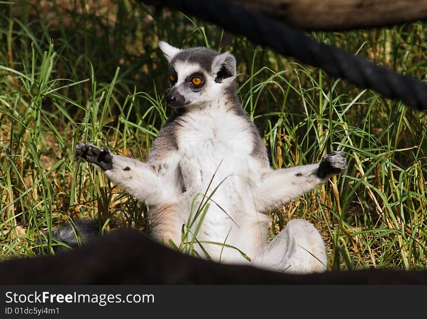 Meditating sunbathing lemur at a zoo. Meditating sunbathing lemur at a zoo