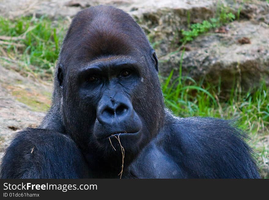 Gorilla S Portrait