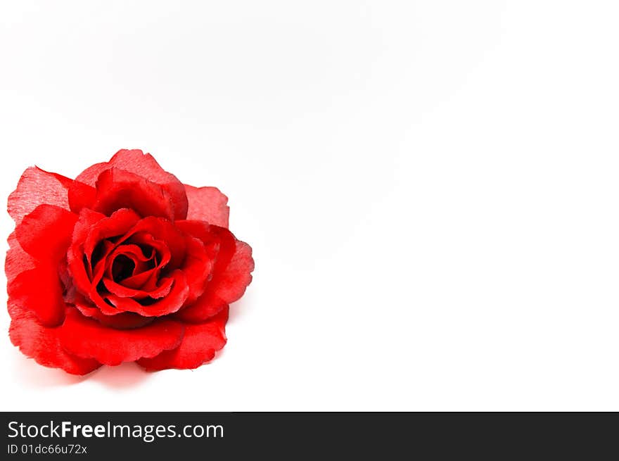 Red rose on white background