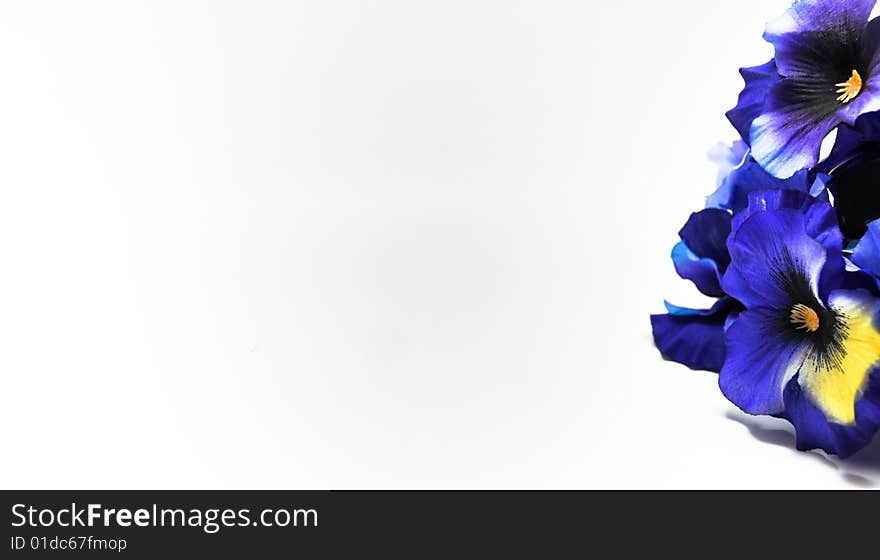 Pansy Bush on white background. Pansy Bush on white background