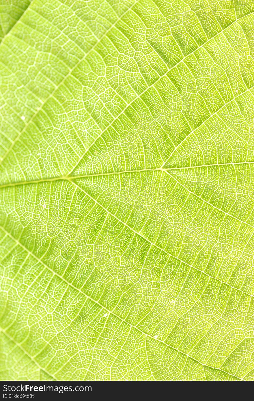 Textured green leaf close up