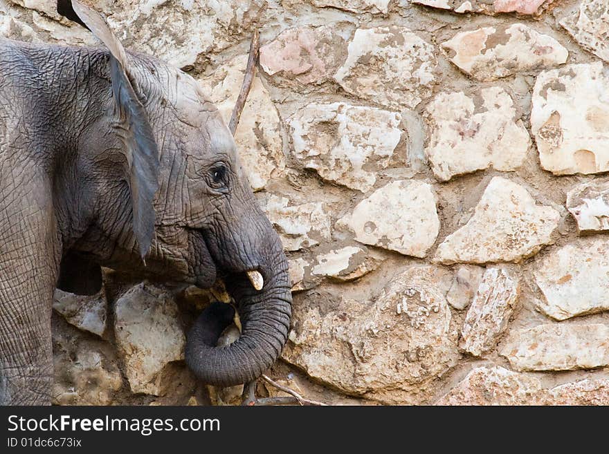 Elephant along the wall, shot at a zoo