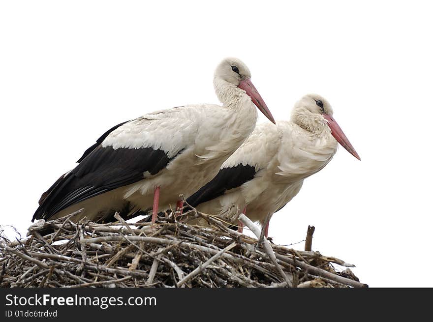 Stork family on the nest