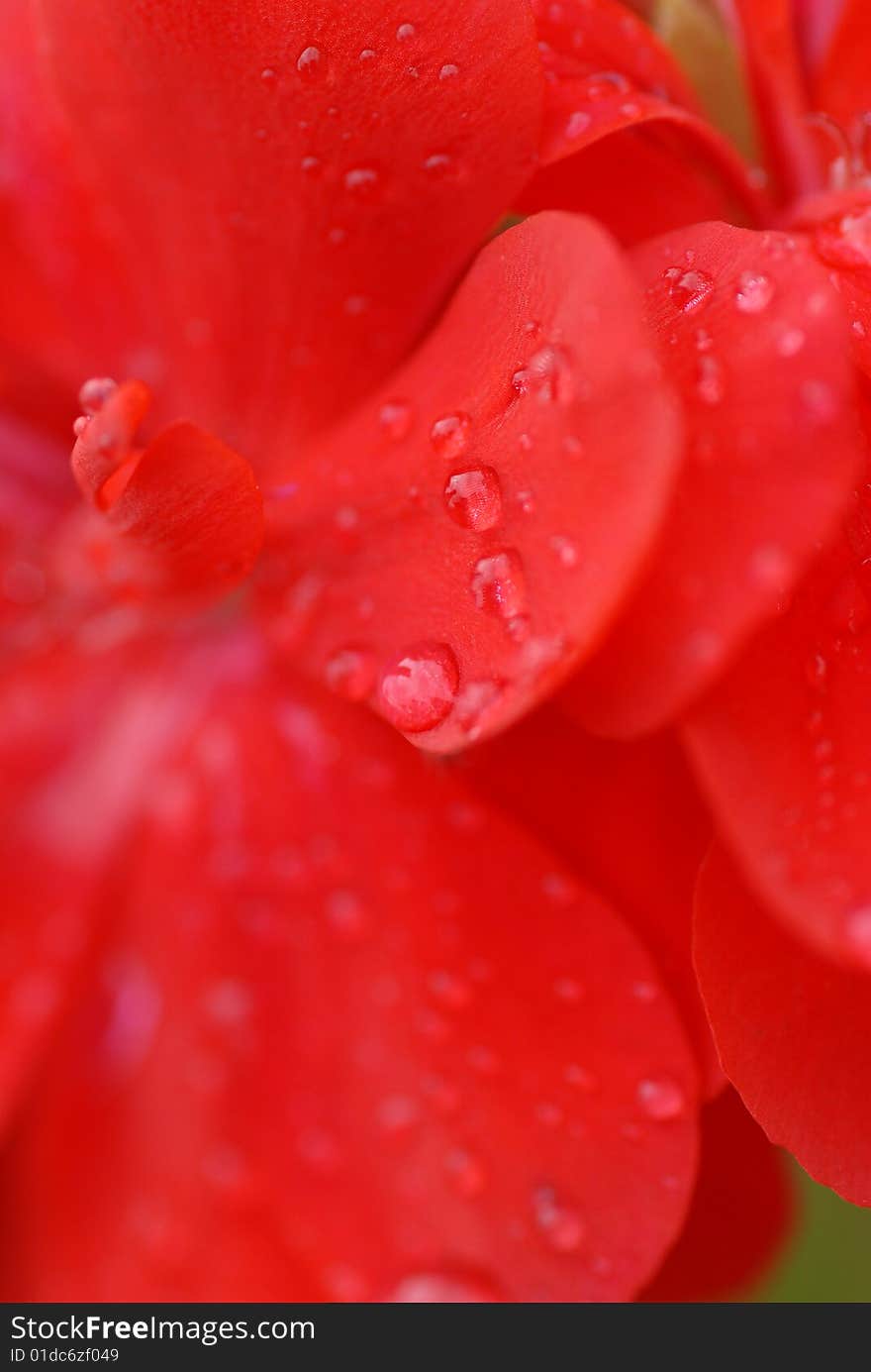 Dew drops on red petals. Dew drops on red petals