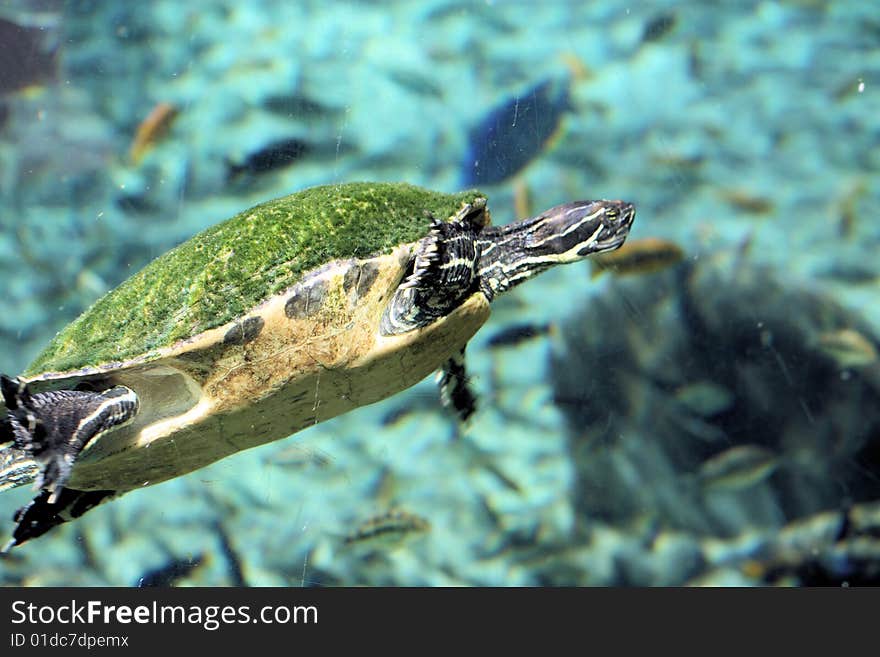 Turtle swimming under the water. Turtle swimming under the water