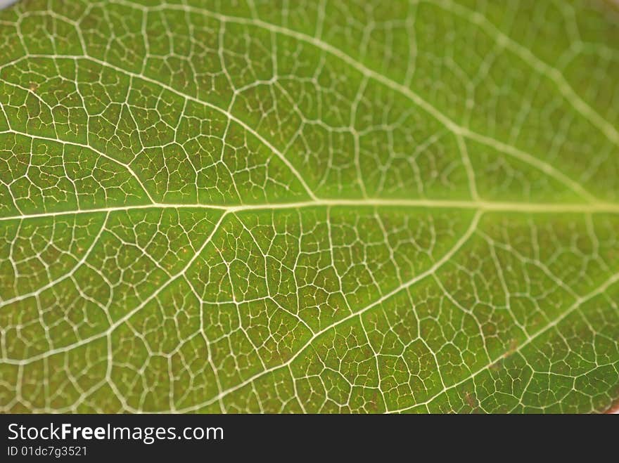 Textured green leaf close up