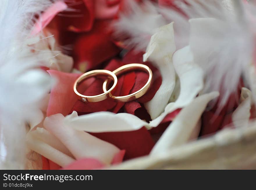 Roses petals and wedding rings. Roses petals and wedding rings