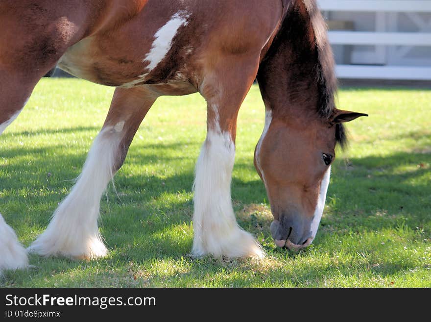 Clydesdale horse grazing in the grass