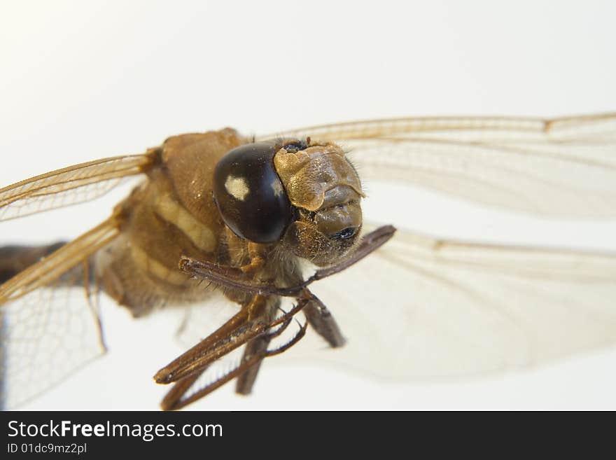 Macro Closeup of Dead dragonfly