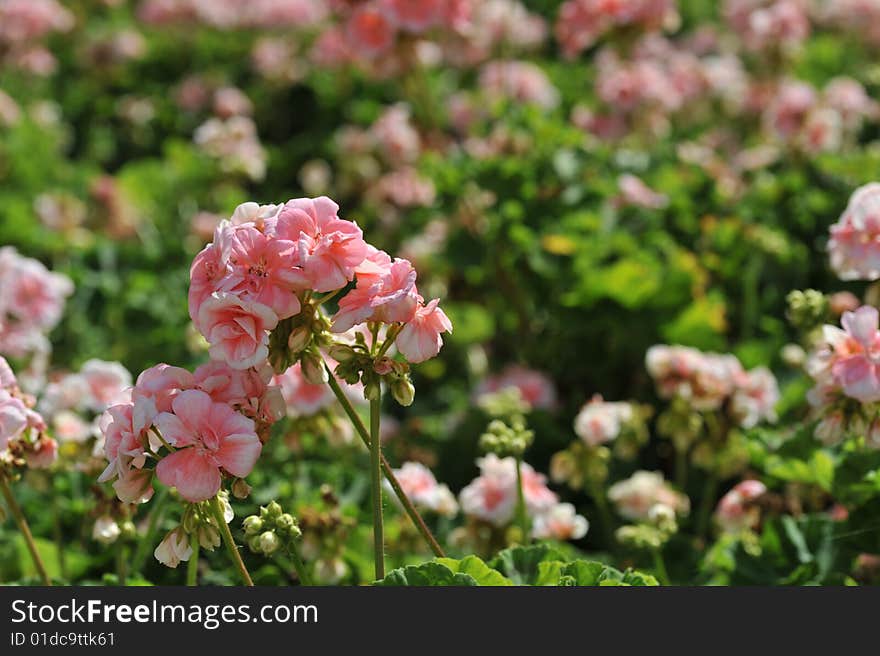 Small Beautiful Flowers In The Field