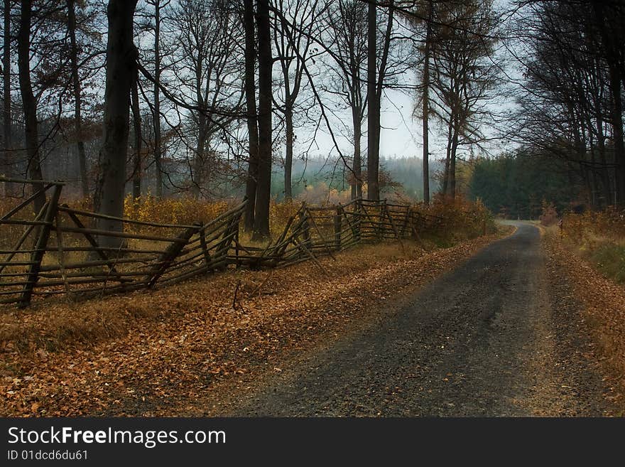 Beautiful forest with foliage in autumn