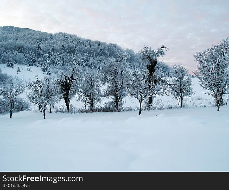 Line of trees