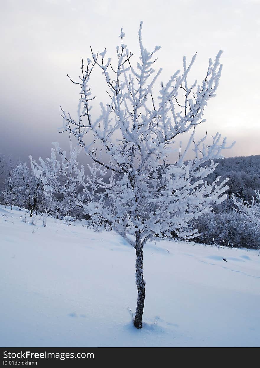 Snow covered tree