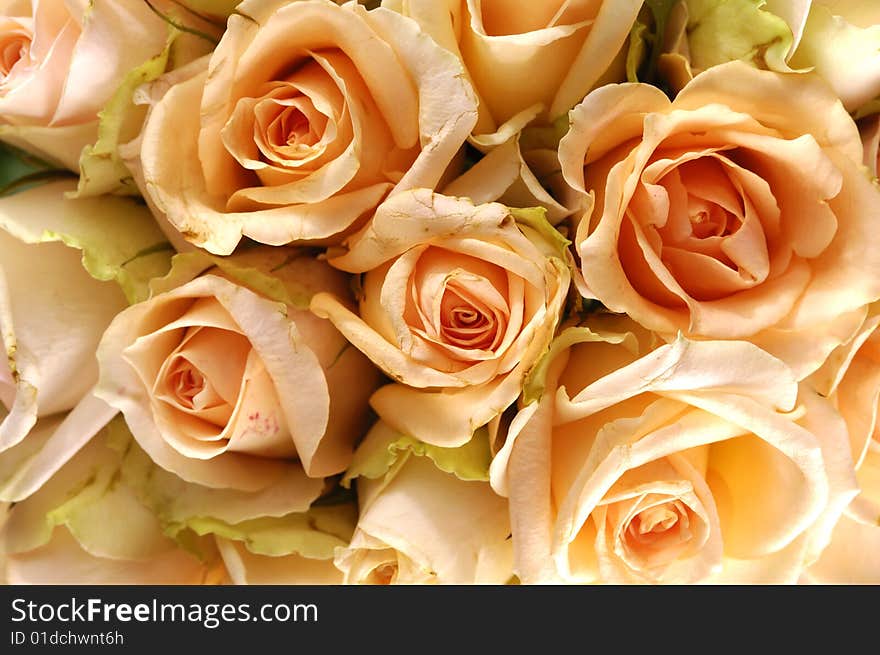 Orange roses on white background