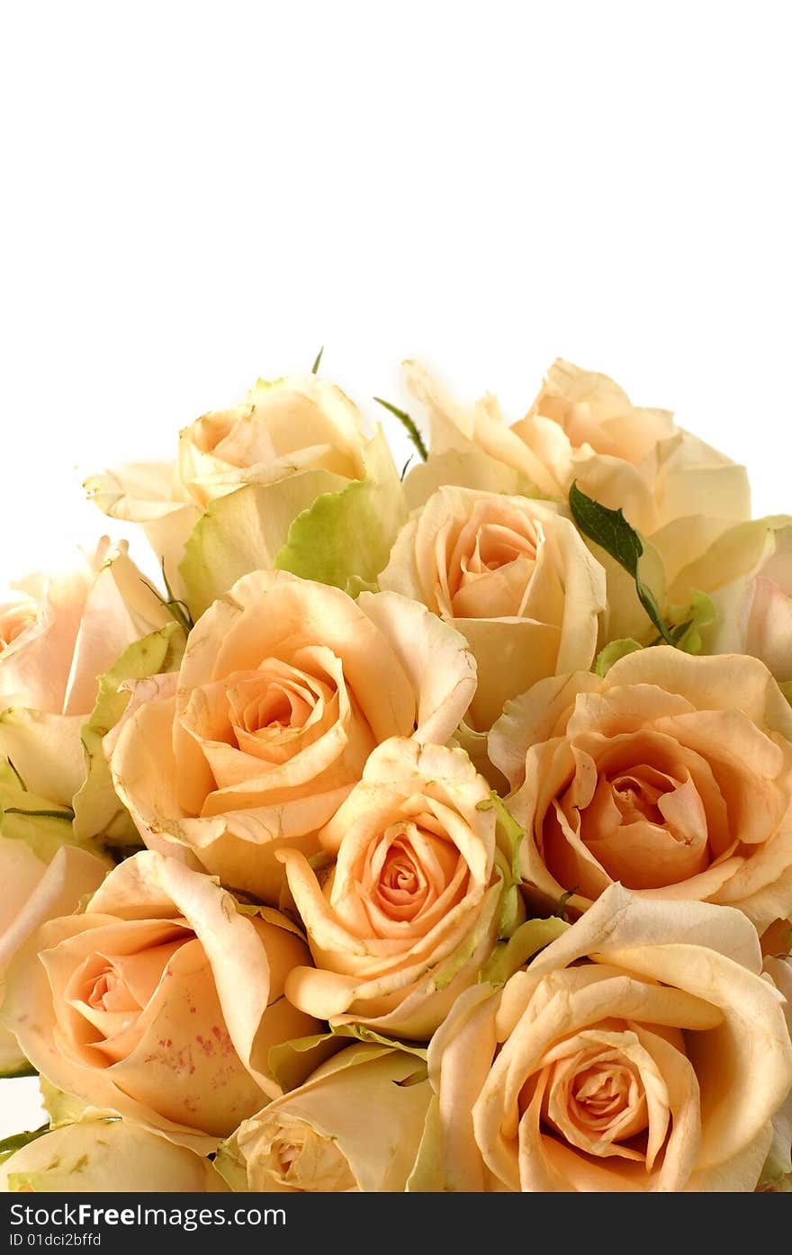 Orange roses on white background