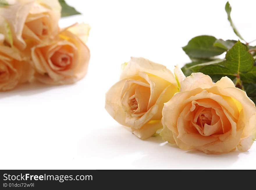 Bunch of roses on white background