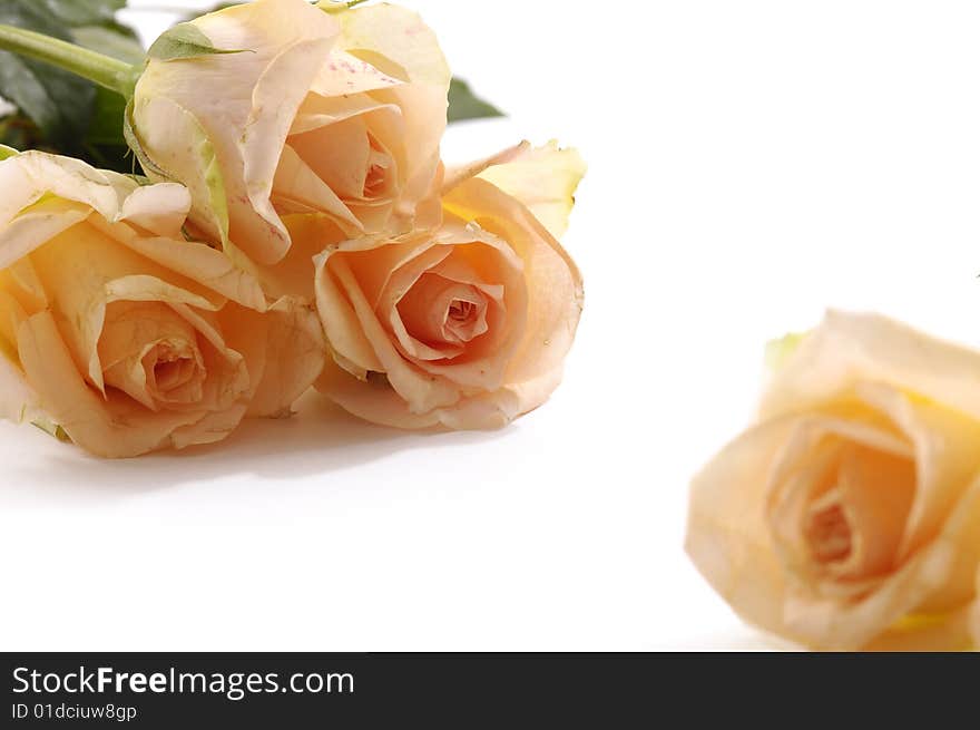 Bunch of roses on white background