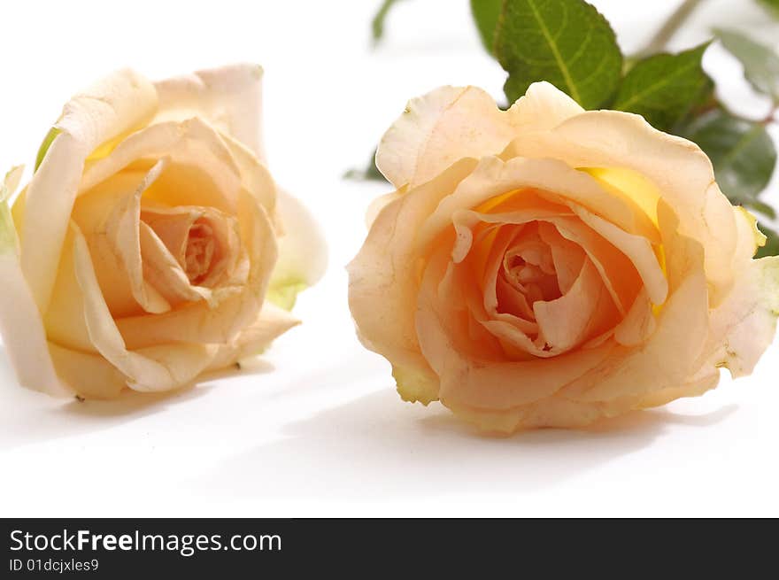 Bunch of roses on white background