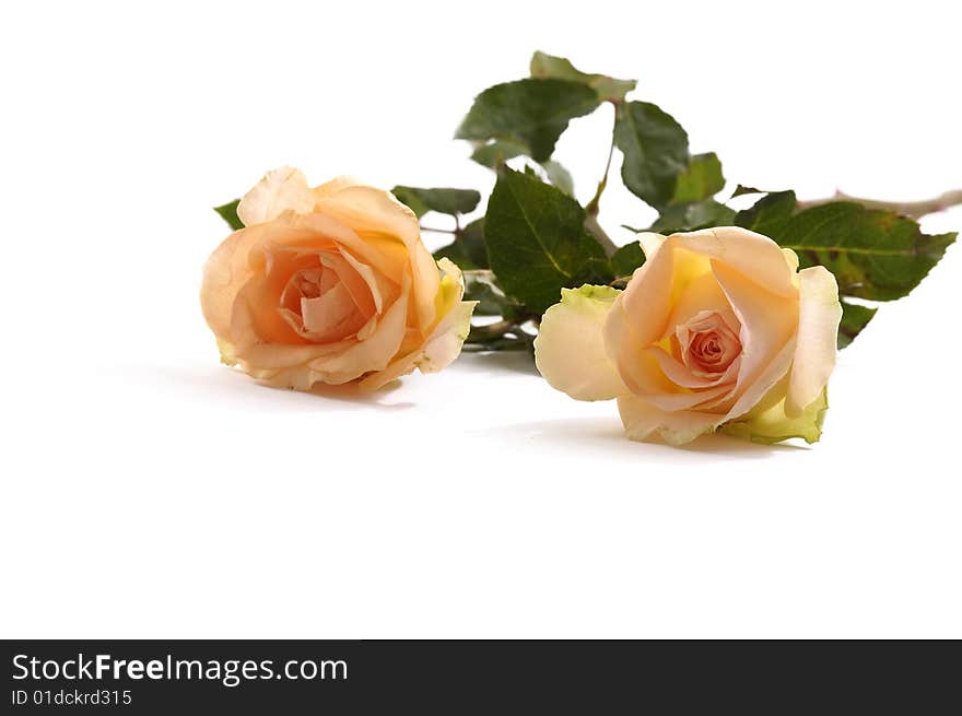 Bunch of roses on white background