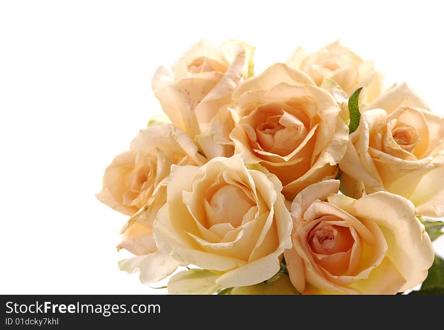 Bunch of roses on white background