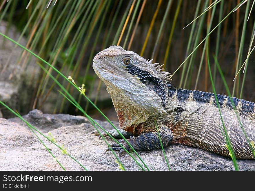 Eastern Water Dragon (Physignathus lesueurii) picture taken in Symbio Wildlife Gardens in Australia