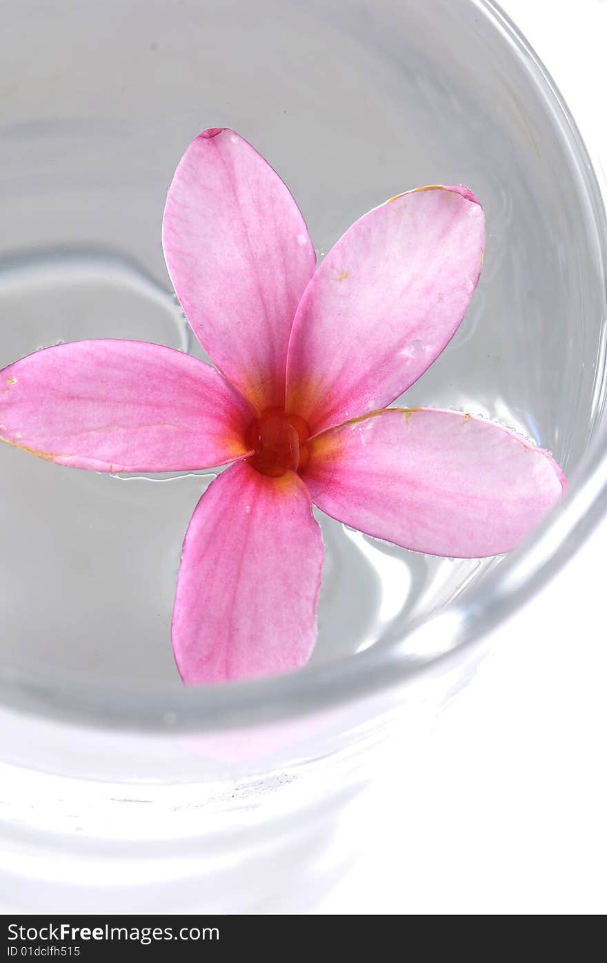 Beautiful pink flowers in water