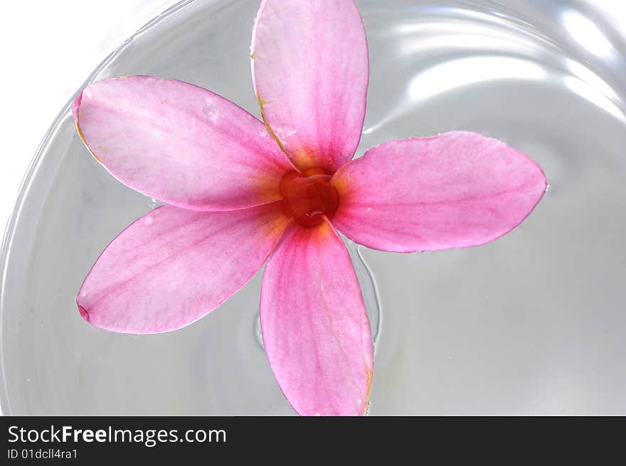 Flowers in water