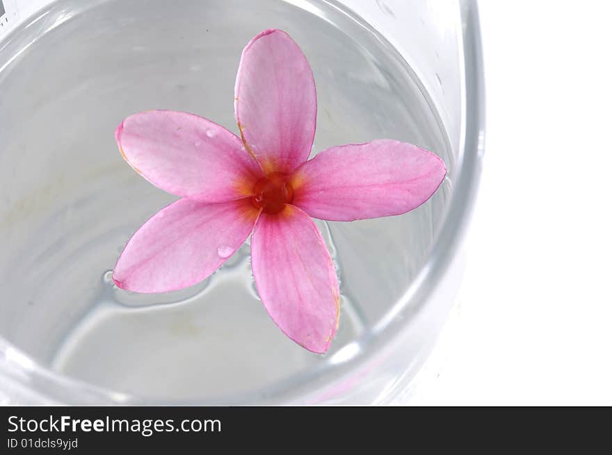 Flowers in water