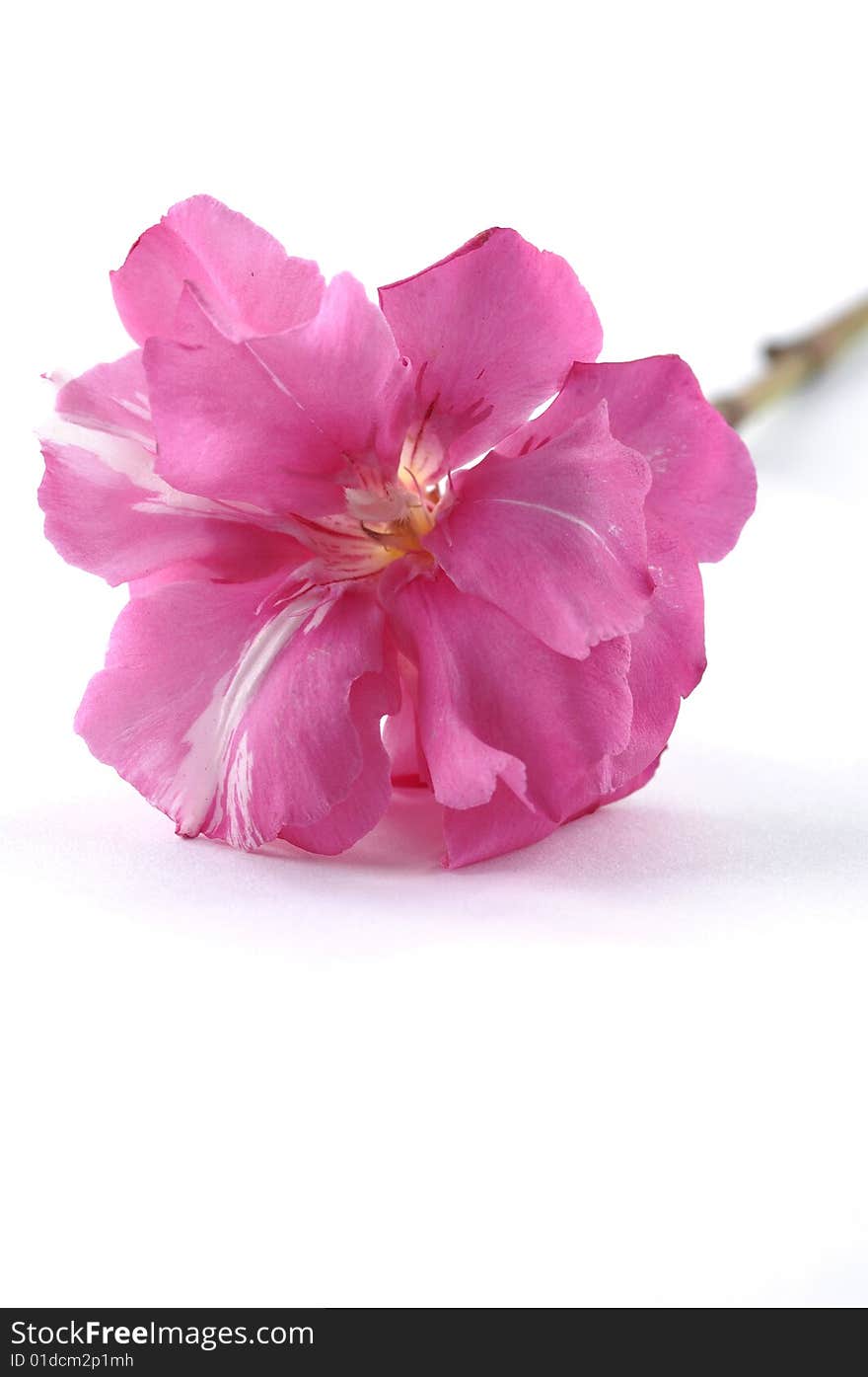 Pink hibiscus isolated on the white background. Pink hibiscus isolated on the white background